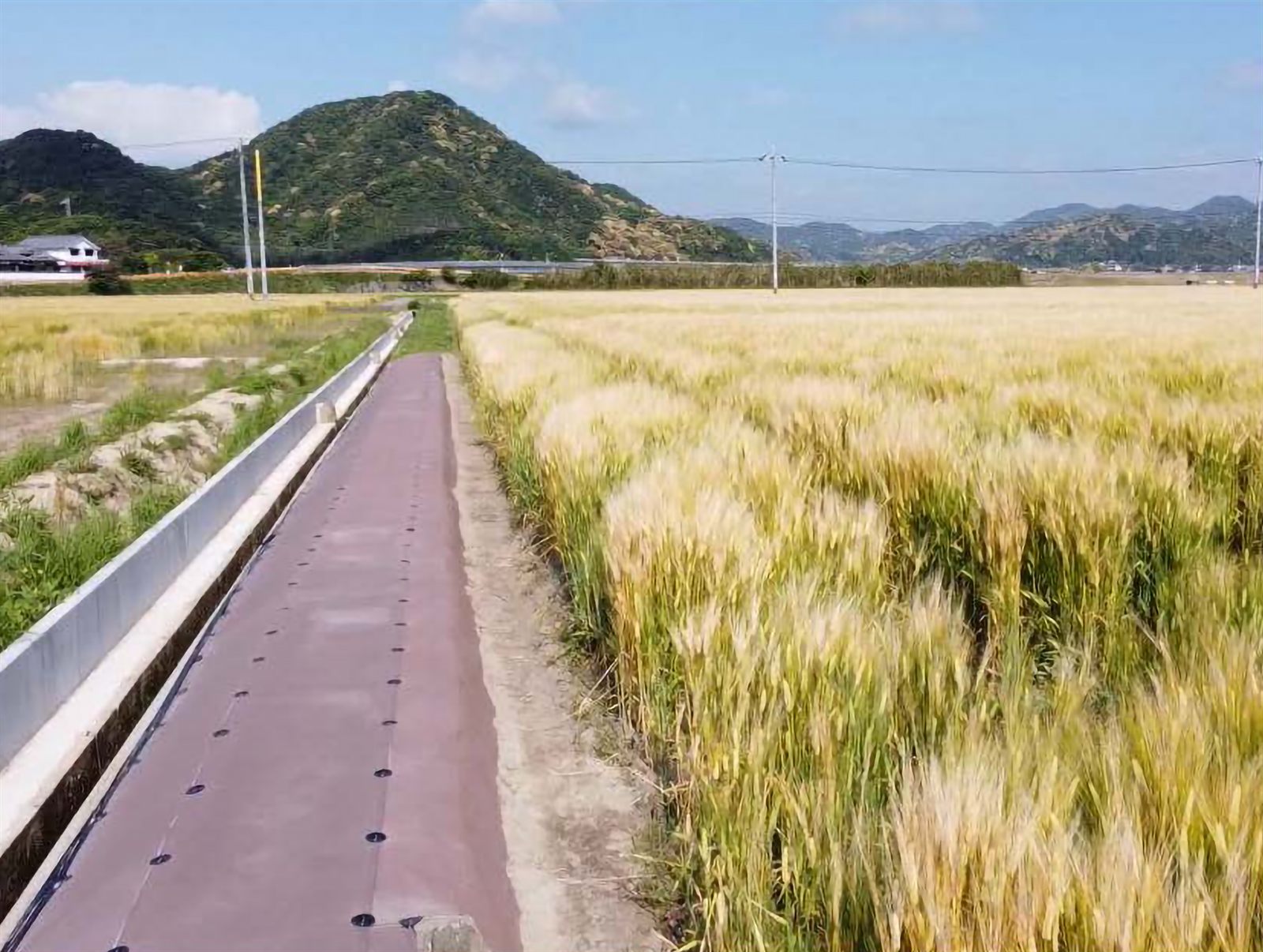 ドライマットによる畦畔補強とモグラ対策